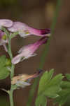 Ramping fumitory